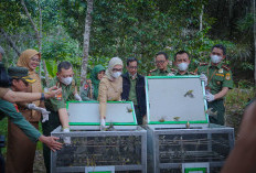 Wagub Jihan Minta Tata Kelola Hutan Lampung Dibenahi, Perambahan Jadi Perhatian