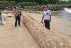 Kayu Gelondongan Misterius Kembali Muncul di Perairan Pesisir Barat