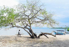 Pantai Bama, Permata Tenang di Ujung Baluran