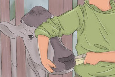 Jelang Ramadan dan Idul Fitri, Bandar Lampung Perketat Antisipasi PMK pada Hewan Ternak