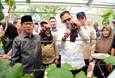 Mendes PDT Kunjungi Kebun Anggur Merak Batin, Potensi Ekonomi Desa Mulai Menjanjikan