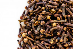 Produksi Cengkeh Lampung Barat Masih Rendah, Butuh Peremajaan dan Perawatan Intensif