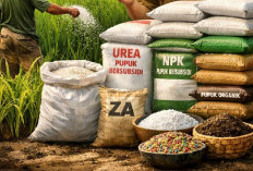 Lampung Terima 710.711 Ton Pupuk Bersubsidi 2026, Ini Rinciannya