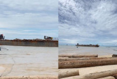 Kapal Tongkang Bermuatan Ribuan Kubik Kayu Terdampar di Pesisir Barat