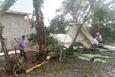 Cuaca Ekstrem Sekincau: Atap Rumah Rusak, Pohon Tumbang Nyaris Putuskan Listrik