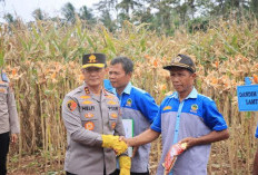Dukung Ketahanan Pangan, Polda Lampung Dorong Produksi Jagung