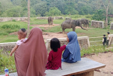 Ekowisata Pemerihan: Wisata Edukatif Konservasi Gajah Sumatera di Pesisir Barat