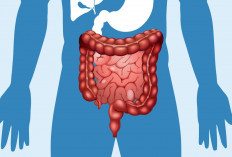 Ileum, Bagian Usus Halus yang Sering Terlupakan tapi Sangat Vital bagi Tubuh