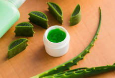 Cara Memakai Lidah Buaya untuk Mengatasi Rontok dan Rambut Kering