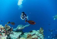 Menyelami Keajaiban Bawah Laut Taman Nasional Bunaken