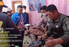 Buruh Tani Tewas Diduga Diserang Gajah Liar di Kawasan TNBBS Suoh