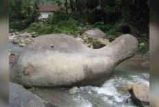 Batu Raksasa Kura-Kura: Warisan Megalitik Nusantara dan Simbol Budaya