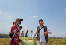 BULOG Lampung Serap 241 Ribu Ton Beras, Naik 19,13 Persen dari 2025