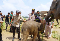 Karhutla TNWK Padam, Gubernur Mirza Pastikan Gajah Sumatera Aman