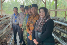 Camat Waytenong Tinjau Program Ayam Petelur Mutaralam, Dorong Perluasan Usaha dan Pasar