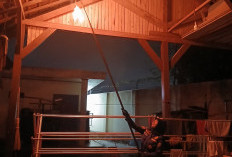 Sarang Tawon dan Ular Mendominasi, Damkar Bandar Lampung Tangani 856 Kasus