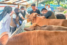 Jelang Idul Adha, Bandar Lampung Perkuat Vaksinasi PMK pada Hewan Ternak