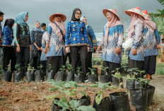 Hunian Hijau Berkelanjutan, Wagub Jihan Ajak KWT Maksimalkan Pekarangan