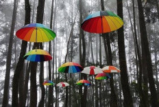 Pinus Eco Park Lampung Barat, Wisata Alam Sejuk Favorit Keluarga di Sumber Jaya