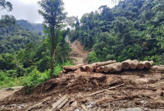 Dishut Lampung Sebut Penebangan Kayu di Pesisir Barat di Luar Kawasan, TNI Turun Hentikan Aktivitas
