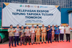 3.330 Ton Tapioka Lampung Tembus Pasar Tiongkok, Sinyal Kuat Hilirisasi