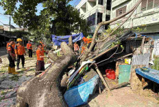 Pohon Berdiameter 120 Cm Tumbang, Warung Pecel Rusak dan Satu Korban Alami Luka Ringan