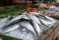 Ikan Lapan, Ikan Laut Murah Kaya Protein