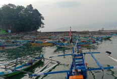 Produksi Ikan Pesbar Naik Signifikan, Pasar Luar Daerah Serap Hasil Tangkapan Nelayan