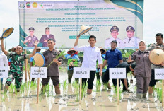 Kolaborasi Pemkab Lampung Selatan dan Kejati Lampung Perkuat Ketahanan Pangan Lewat Padi Biosalin di Sragi