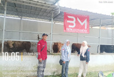 Cegah PMK, UPT Keswan Gedungsurian Gencarkan Vaksinasi Sapi di Sumberjaya