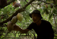 Dari Pesisir ke Panggung Nasional: Desa Sausu Tambu dan Lompatan Ekonomi Berbasis Potensi Lokal