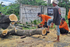 BPBD Kota Bandar Lampung Evakuasi Pohon Tumbang yang Tutup Akses Jalan