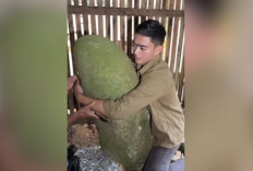 Situs Lebak Cibedug, Jejak Peradaban Megalitikum di Pedalaman Banten