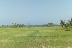 Kemarau Mengancam, 3.659 Hektare Sawah di Pesbar Masih Bergantung Hujan