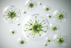 Mengenal Bakteri Lebih Dalam: Fakta Penting dan Cara Aman Mencegah Infeksi