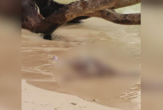 Mayat Tanpa Identitas Ditemukan di Pantai Walur, Kondisi Tidak Utuh