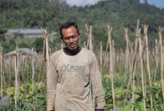 Dari Ladang Sayur ke Digitalisasi, Cerita Desa BRILian Sumowono