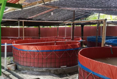 Pemkab Pesisir Barat Dorong Budidaya Ikan Air Tawar, Target Produksi 260 Ton