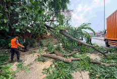Pohon Tumbang Timpa Kendaraan dan Tutup Jalan Soekarno Hatta Bandar Lampung