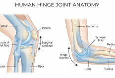 Sendi Engsel dan Perannya dalam Gerak Tubuh Sehari-hari