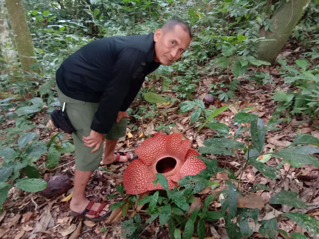 Bunga Rafflesia Mekar di Pesbar