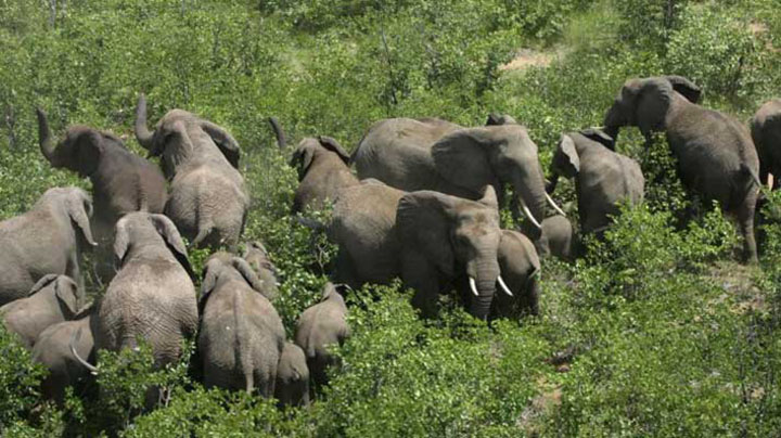 Akhirnya, 12 Gajah Liar Kembali ke Habitatnya