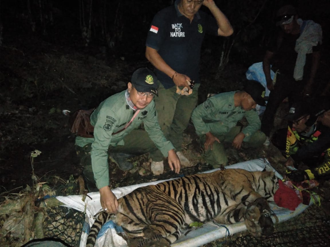 Harimau Sumatera yang Terjerat di TNBBS Berhasil Diselamatkan