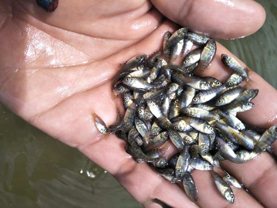 Dinas Perikanan akan Studi Banding Pembenihan Ikan ke Malang