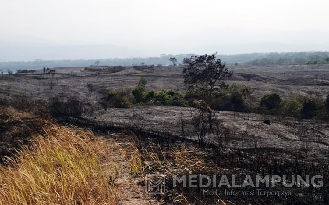 Total 150 Hektar Savana di Suoh Terbakar