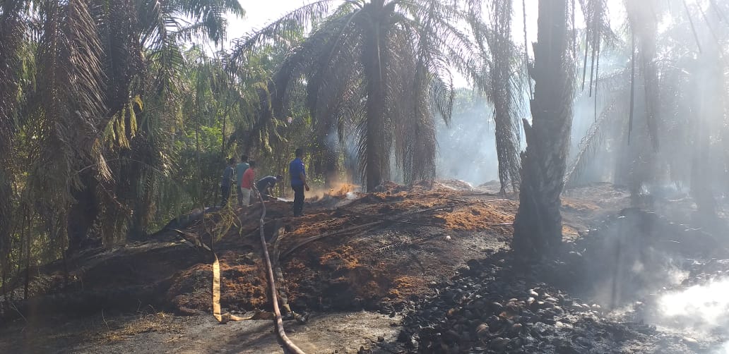 Pabrik Sabut Kelapa Di Marang Ludes Terbakar