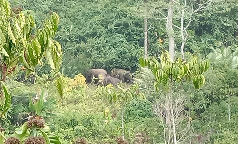 12 Ekor Gajah Kembali Teror Warga Roworejo