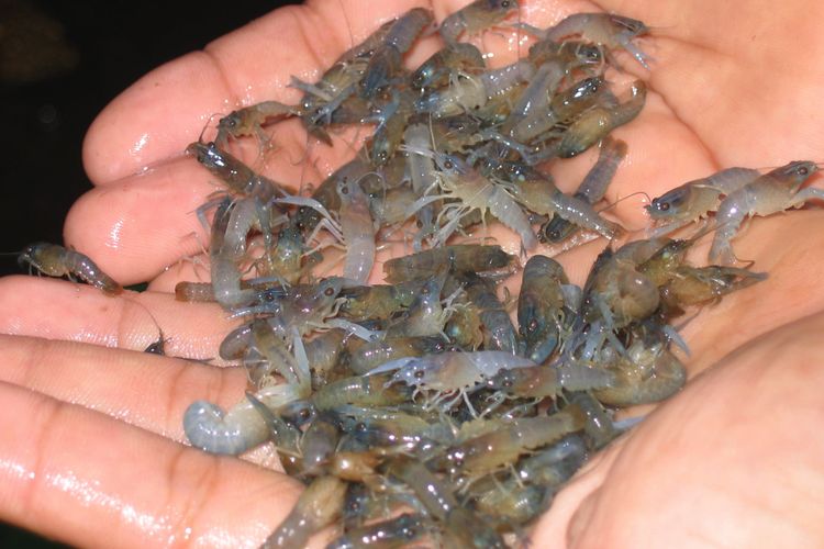 Potensi Lobster di Perairan Pesbar Terancam Habis