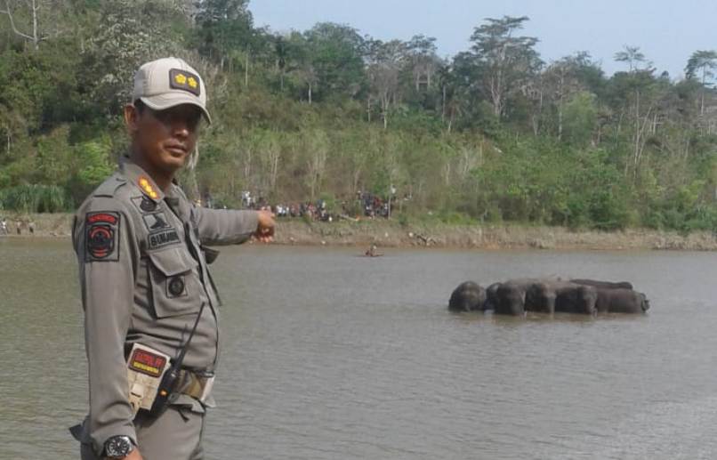 Kawanan Gajah Terkepung di Bendungan PLTA TEP