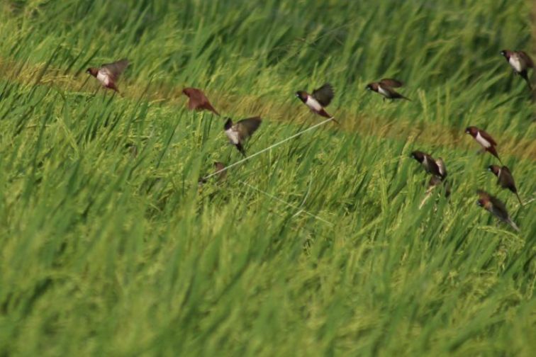 Jelang Panen, Serangan Hama Burung Resahkan Petani